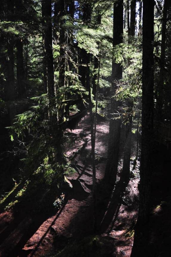 O mata filtra os raios de sol na Umpqua National Forest, no sul do Oregon, estado da costa oeste dos Estados Unidos